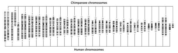 Vergleich der Chromosomen von Mensch und Schimpanse. Karyotypen von Menschen und Schimpansen. - Foto, Bild