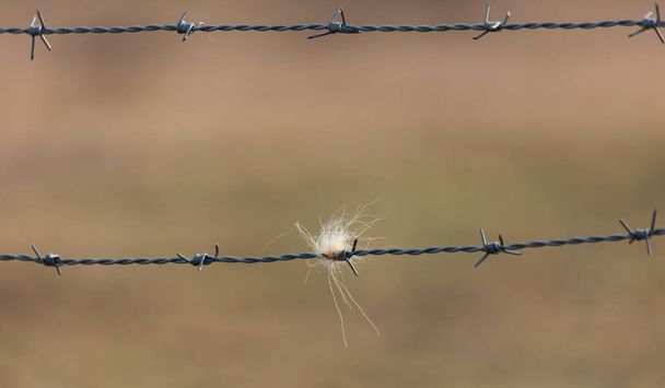 Contrasting Bonds: Nature's Resilience Amidst Barbed Wire in Northern Europe - Photo, Image