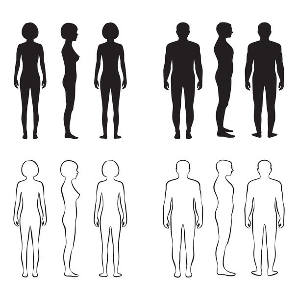 Ανατομία ανθρώπινου σώματος - Διάνυσμα, εικόνα