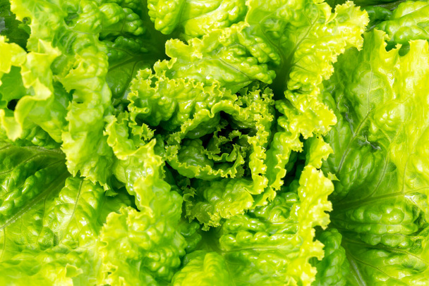 Suuri vihreä salaatti lehtiä auringonpaisteessa. Uusi sato. Hyödyllisiä vihanneksia. Terveyttä tai kasvisruokaa. Paikallisesti kasvatettu. Valikoiva tarkennus, defocus - Valokuva, kuva