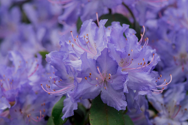 light pink blue rhododendron brush. - Photo, Image
