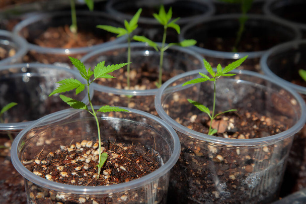 Cannabis seedlings in pots. Growing cannabis indoors residence is legal in Thailand. Cannabis freedom concept - Photo, Image
