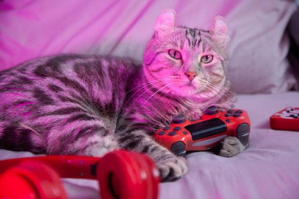 Gracz Cat ze słuchawką kontrolera chcesz wyzwanie gry wideo online. Styl Cyber Neon Lights. profesjonalne serpentyny koncept kota do gier - Zdjęcie, obraz