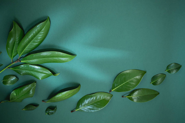 tropical green  leaves on green background - Fotografie, Obrázek