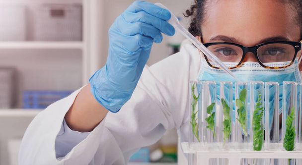 Science, sample and plant with woman in laboratory for medical, pharmacy and research. Biotechnology, growth and healthcare study with scientist and test tube for sustainability, vaccine and medicine. - Φωτογραφία, εικόνα