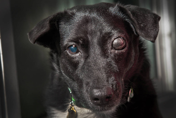 盲導犬。犬の緑内障。眼球から発生する流体を排出することができない状態とともに、眼球が高圧状態である状態です。. - 写真・画像