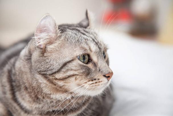 Cat Silver tabby χρώμα Ποια αυτιά, ρολό χαριτωμένο γατάκι τζίντζερ στο αφράτο κατοικίδιο ζώο Αφίσες άνετα είναι ευτυχισμένη. Cat φυλή προέρχεται από την αμερικανική Curl γάτα και αμερικανική Short Hair γάτα κτηνοτρόφος. - Φωτογραφία, εικόνα