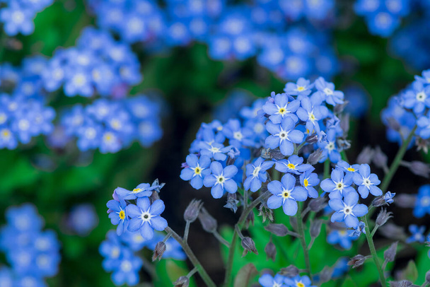 Myosotis alpestris - mooie kleine blauwe bloemen - vergeet me nee - Foto, afbeelding