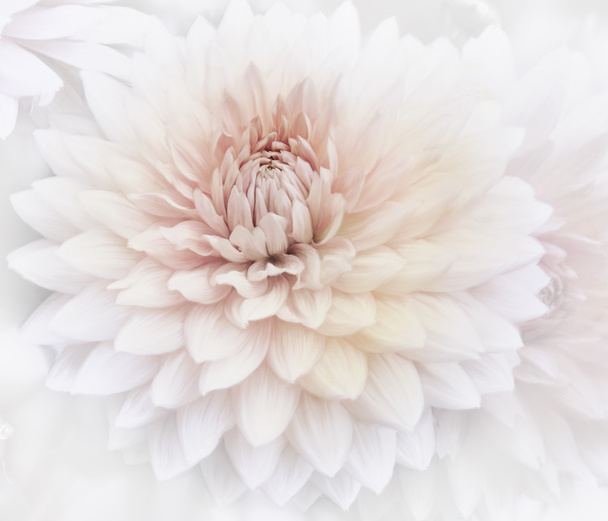 Цветочный акварель
 - Фото, изображение