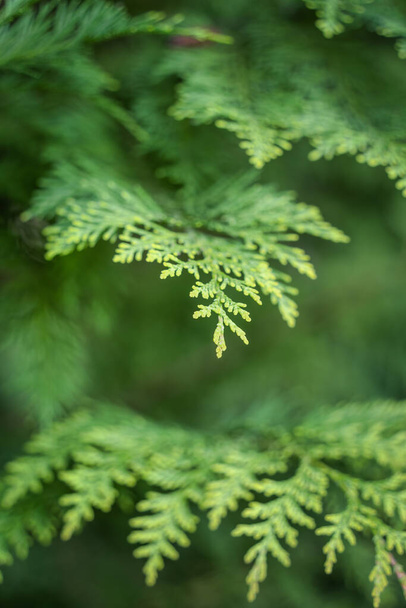 Close up detail with the green fresh foliage of Chamaecyparis lawsoniana, known as Port Orford cedar or Lawson cypress plant - Valokuva, kuva
