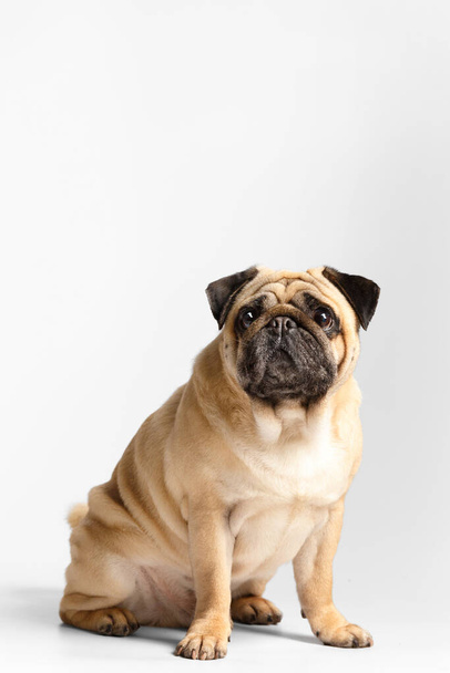 Purebred friendly cute funny pug sits on a white background and looks into the camera expressively and interested. - Foto, afbeelding