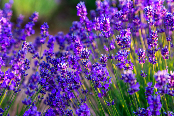 Lavendelfeld in Tihany, Ungarn - Foto, Bild