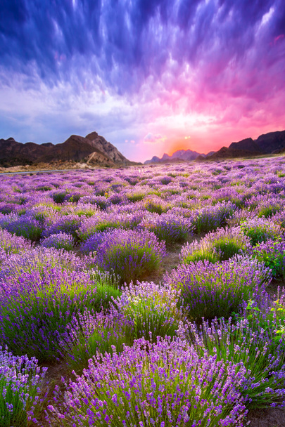 Zonsondergang over een zomer Lavendel veld - Foto, afbeelding