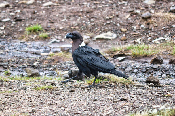 White Necked Raven commonly found at  at Shira Camp, 3500 Meters on the Machame Route of the Kilimanjaro Trek, Tanzania - 写真・画像