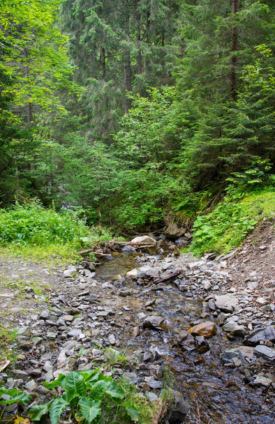 Small Carpathian stream - Φωτογραφία, εικόνα