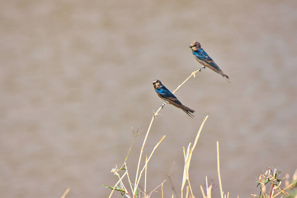 Barn Swallows at Tarangire National Park, Tanzania - Foto, Imagen