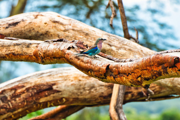 Lilac Breasted Roller displaying its bright colors inside Ngorongoro crater, Tanzania - 写真・画像