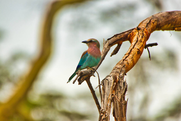 Lilac Breasted Roller displaying its bright colors inside Ngorongoro crater, Tanzania - Foto, Imagen