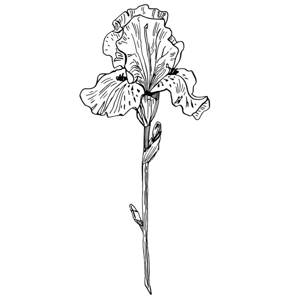 Iris flower, vector illustration - Vetor, Imagem