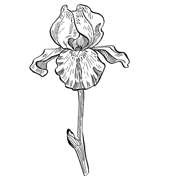 Iris flor, ilustración vectorial - Vector, Imagen