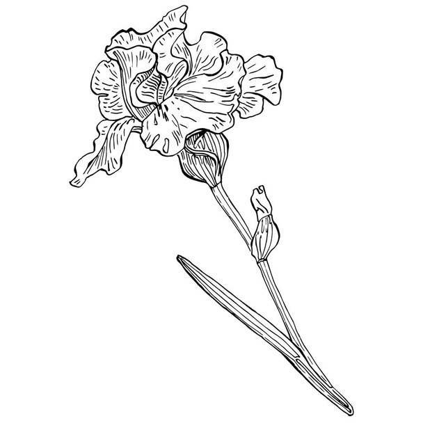 Fiore di iris, illustrazione vettoriale - Vettoriali, immagini