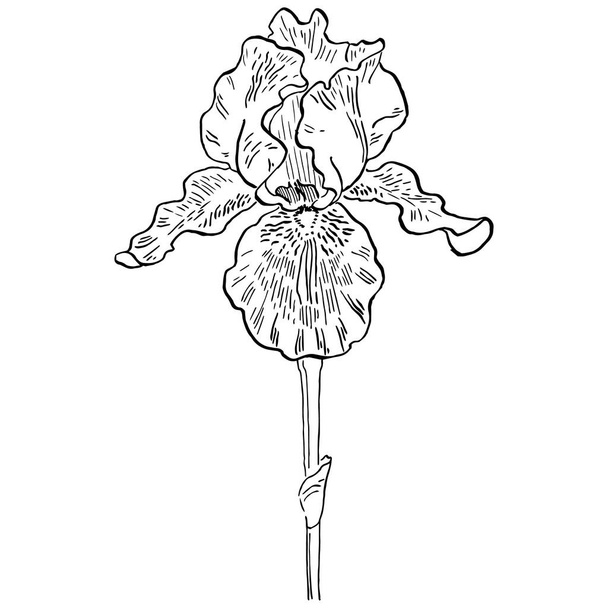 Iris flower, vector illustration - Vettoriali, immagini