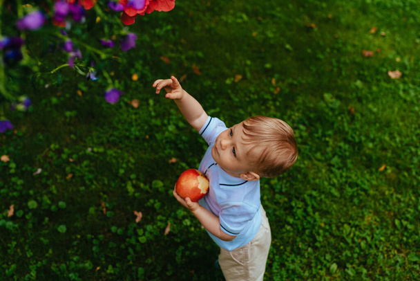One year child eats a big red apple and reaches for flowers in the garden - Foto, immagini