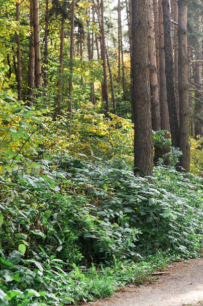 Ścieżka w letnim lesie wśród zielonych krzaków zbliżenie. Park i krajobraz - Zdjęcie, obraz