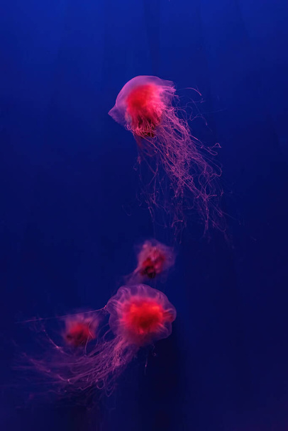 Две флуоресцентные медузы плавают под водой в аквариуме с красным неоновым светом. Львиная грива медуза, Cyanea capillata, также известная как гигантская медуза, арктическая красная медуза, медуза для волос - Фото, изображение
