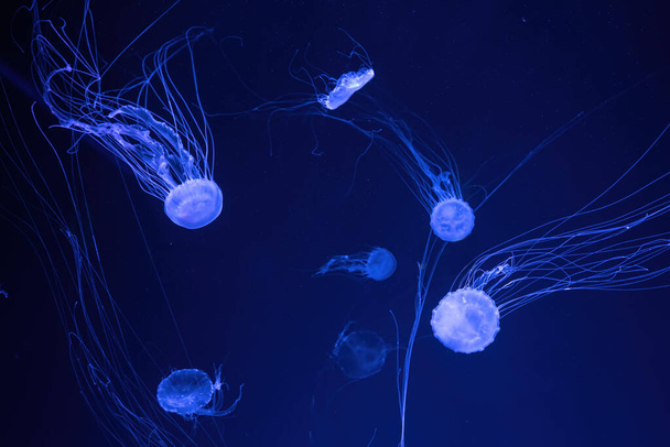 Group of fluorescent jellyfish swim underwater in aquarium pool with blue neon light. The Atlantic sea nettle chrysaora quinquecirrha in blue water, ocean. Theriology, tourism, diving, undersea life. - Photo, image