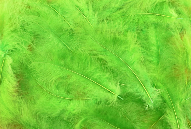 Fondo de plumas verde claro
 - Foto, imagen
