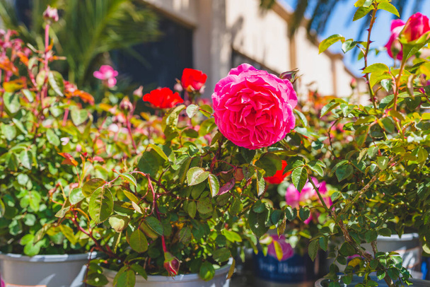 Variety of plants and flowers for sale at a garden nursery. Roses in flower pots close-up - Foto, Imagen