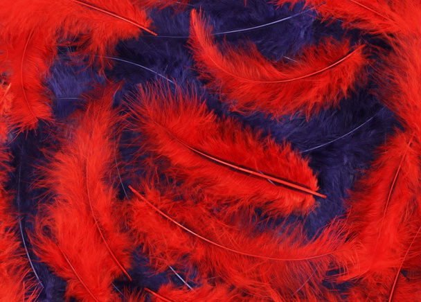 Vermelho e azul plumas fundo
 - Foto, Imagem