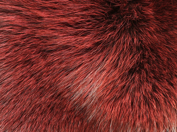 rot und schwarz gefärbtes arktisches Fuchsfell - Foto, Bild