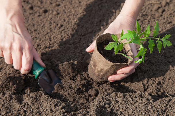 Planting tomatoes in the soil - Photo, Image