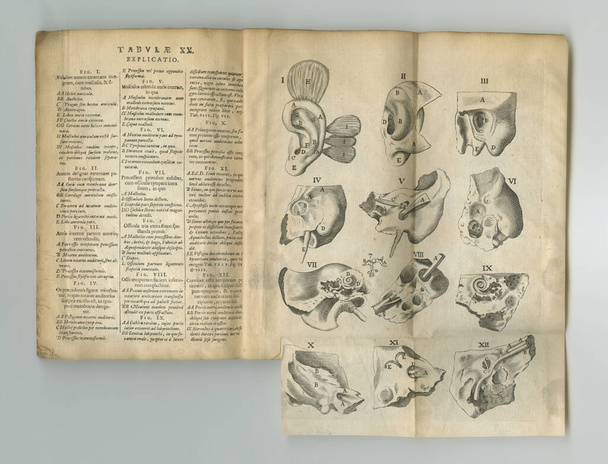 Weathered anatomy journal. An old anatomy book with its pages on display - Foto, immagini