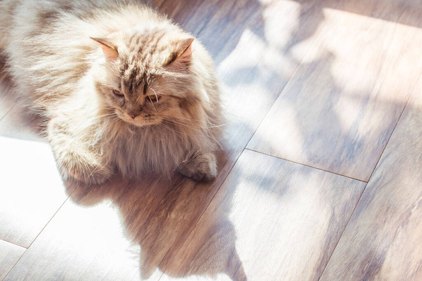 Yellow Persian cat with shadow on the floor. The Persian is the glamor puss of the cat world. - Foto, afbeelding