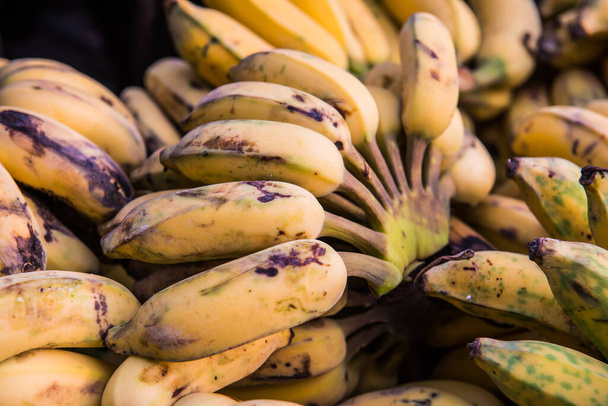 Group of cultivated bananas, Thailand. - Zdjęcie, obraz