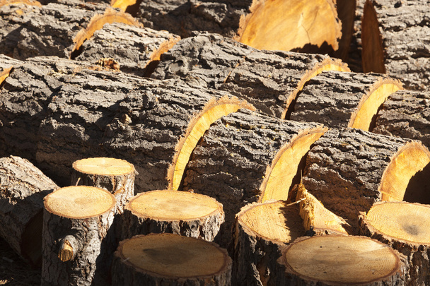 abstract van vers gesneden pine logs - Foto, afbeelding