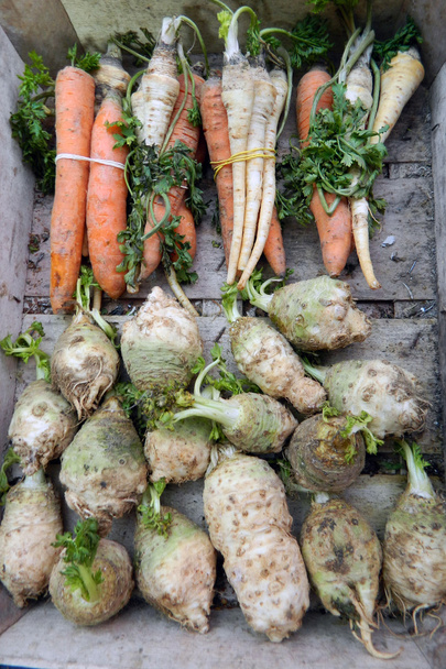 Celery, carrot, parsnip - Photo, Image