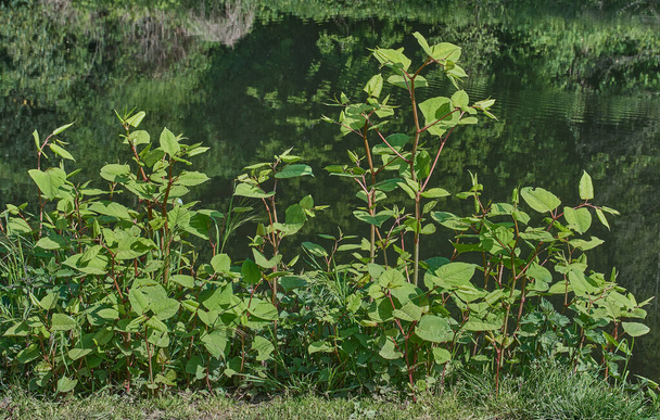 Japanese Knotweed (Fallopia japonica),River Wupper,Bergisches Land,Germany - Photo, Image