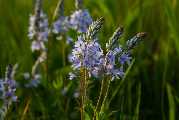 Germander Speedwell 'in parlak mavi çiçeklerine yakın çekim, Veronica ilkbaharda çimenlikte, güneşli günde, doğal ortamda büyüyen prostrata. - Fotoğraf, Görsel