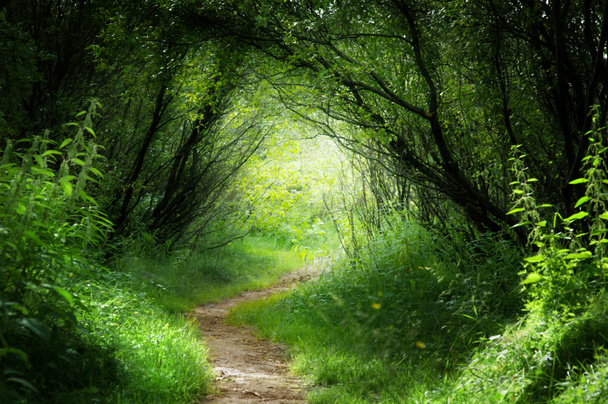 Cesta do hlubokého lesa - Fotografie, Obrázek