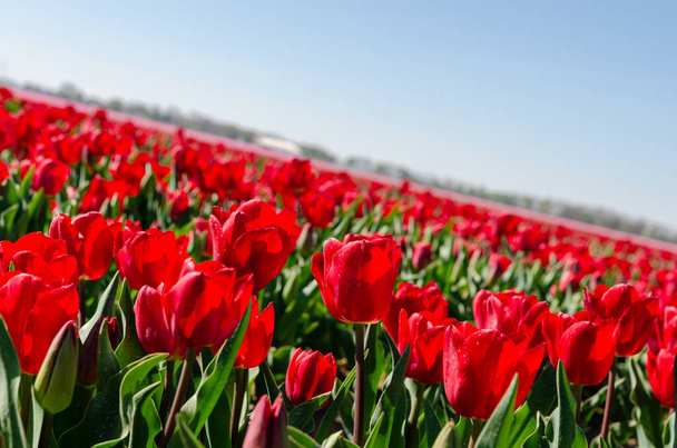 В Голландии куча красных тюльпанов. Огромное поле, полное красивых цветов в цвету - Фото, изображение