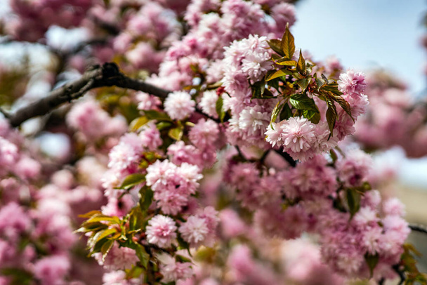 Gyönyörű rózsaszín sacura ágak a fán. - Fotó, kép