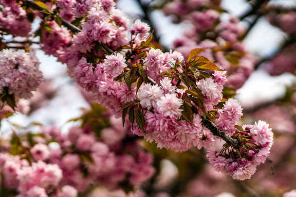 Ağaçtaki güzel pembe sakura dalları. - Fotoğraf, Görsel