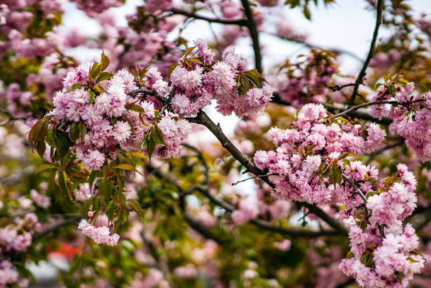 Gyönyörű rózsaszín sacura ágak a fán. - Fotó, kép