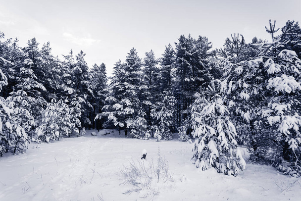 Spruce Tree foggy Forest Covered by Snow in Winter Landscape - Фото, изображение