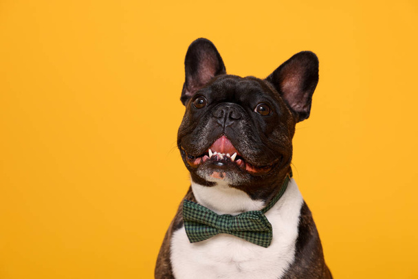 Adorable French Bulldog with bow tie on orange background - Фото, зображення