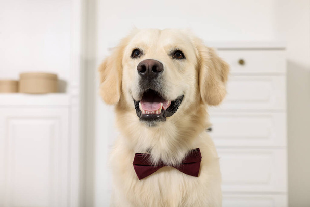Cute Labrador Retriever with stylish bow tie indoors - Photo, Image